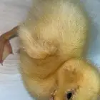 بطه ذكر