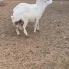 ارفيديات مهجنه ب حرييه مرباه فل شحم