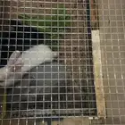 أرانب مع القفص