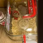 أنثى هامستر سوري