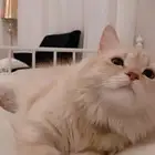 قط للتبني شيرازي