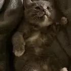 بسه رماديه عمرها ثلاث شهور انثى تبني