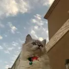 انثى طالبه تزاوج