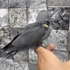 فرخ روز للبيع