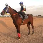 حصان أنجليزي سبوق ومحقق