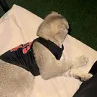قط سكوتش فولد ذكر للتزاوج