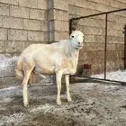 خروف فحل العمر رباع