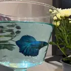 توفرت من جديد اسماك الفايتر لا تحتاج إلا أكسجين