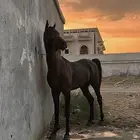 خيل شعبي كفو
