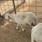 شوهات و خال البيع