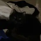 قطه انثى مطعمة تطعيم رباعي عمرها سنه