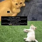 سكوتش ستريت لتبني