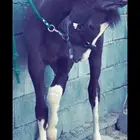 مهرللبيع