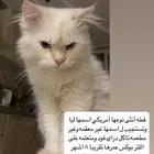 قطه لتبني عاجل مهدده بالطرد
