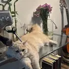 قط للبيع ذكر نوعه كيتن وصحته كويسه