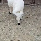 خروف كفو للبيع