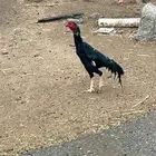 ديك بكستاني حار