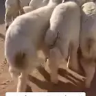 للبيع ذبايح