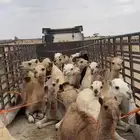 جوانب عاليه لنقل الحلال والبضائع