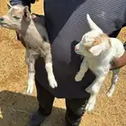 تيوس قزميه اصليه امريكيات