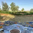 مزرعة