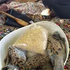 قمري للبيع الجوز من 130
