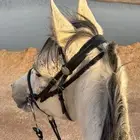 فرس شعبيه