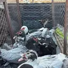 للبيع بط ذكور 8 الموقع بيشه المدراء