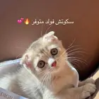 سكوتش فولد وبرتش للبيع من جد مستورد للربح والانتاج