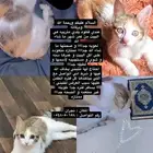 قطه للتبني