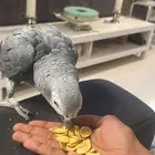 بغبغاء كاسكو