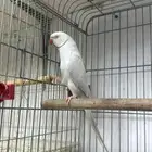 بغبغا دره هولندي