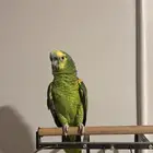 ببغاء امزوني بلو فرينتد