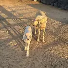 رغوث حدرها خروف