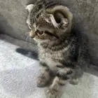 كتن سكوتش قطه صغيره