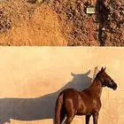 حصان على السوم