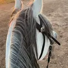 فرس شعبيه كفو