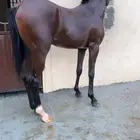 حصان
