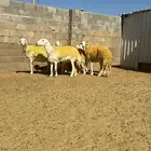 غنم حريات صنف