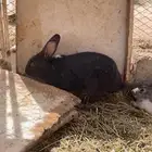ارانب بالحفير