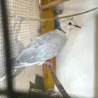 قمري هولندي ازواج