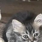 قطط