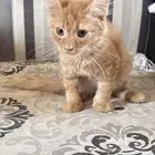 قط ذكر للتنبي