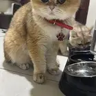 بريتش شورت هير