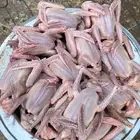 للبيع زغاليل
