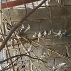 يمام ماسي