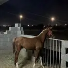 مهر للبيع