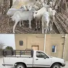 للبيع ددسن و ضان في توصيل على ابها