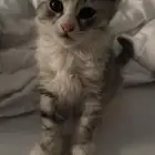 قطه شيرازيه وكتن للتبني