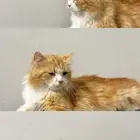 قطه
